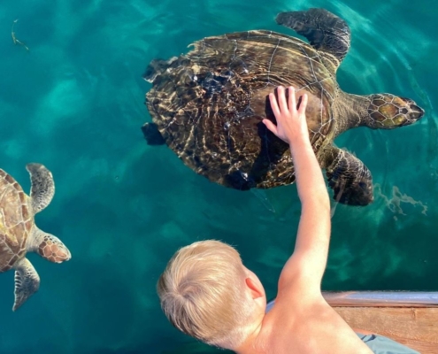 Magical Encounters Swimming with Sea Turtles - Karemlik Bay Demre - Kas to Kekova and Back