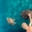 Loggerhead sea turtles - YourTourKey Academy