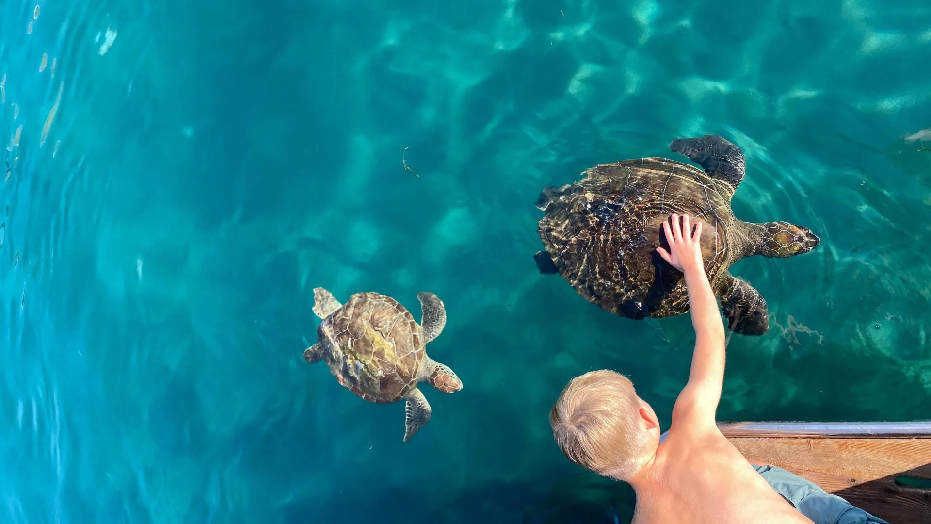 Loggerhead Sea Turtles in Demre